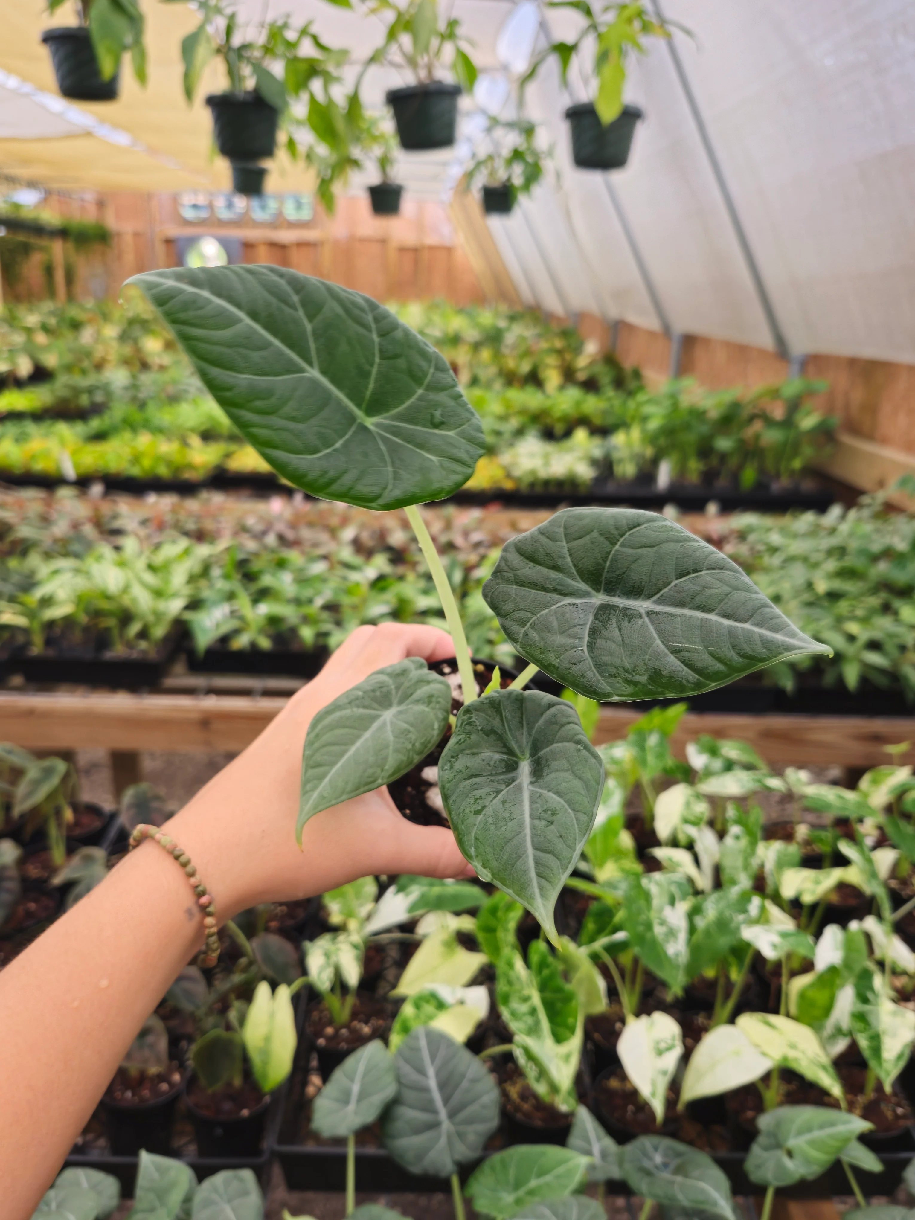 Alocasia Maharani - Image 6