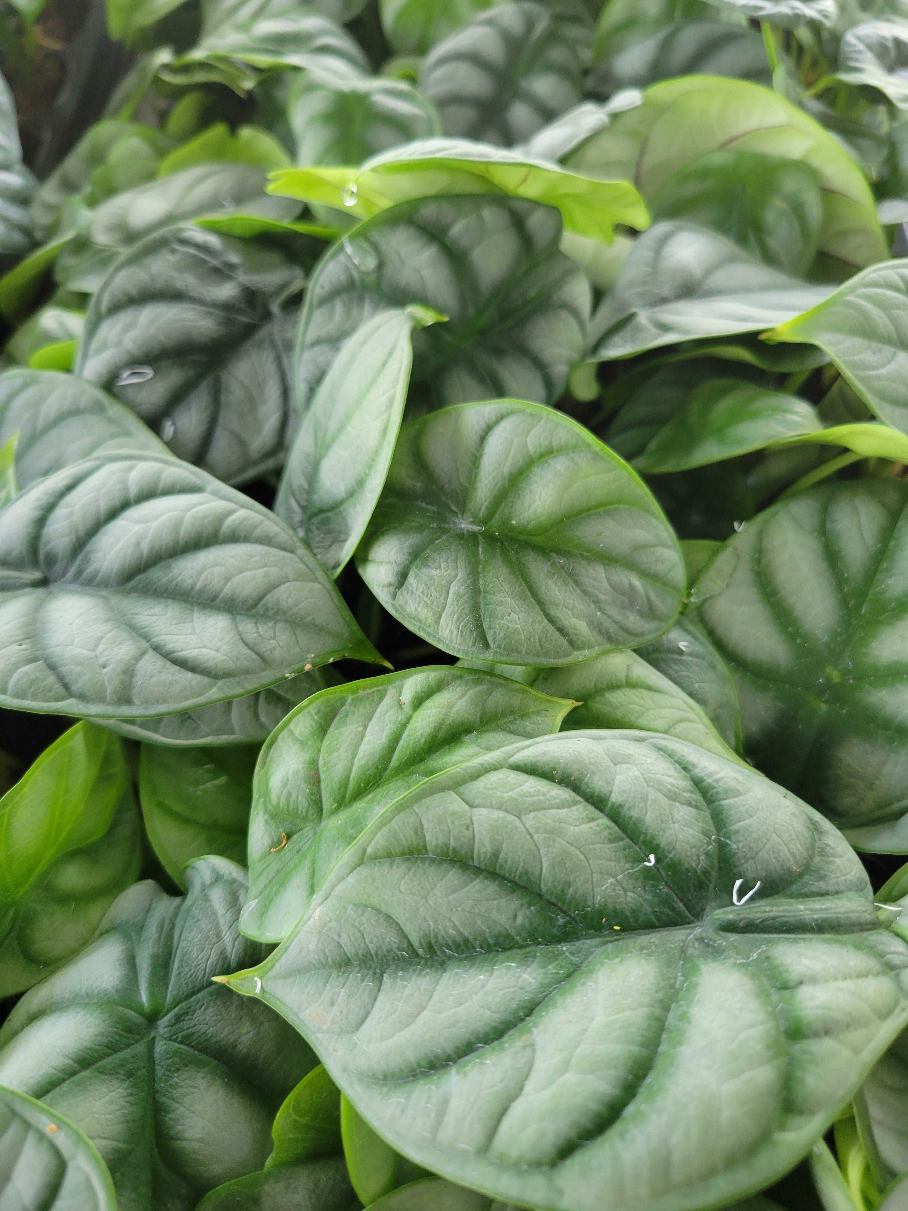 Alocasia Silver Dragon - Image 4