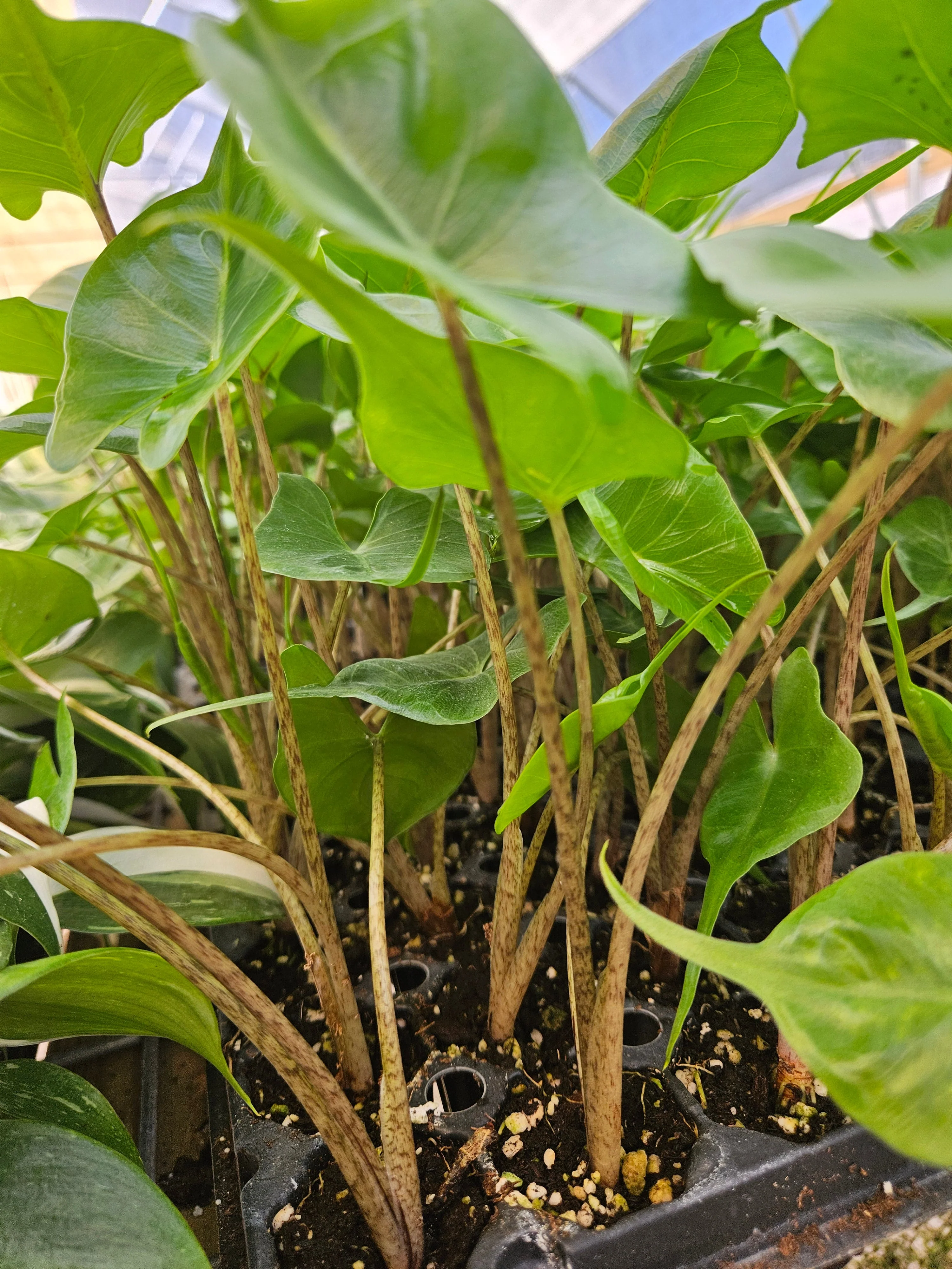 Alocasia Stingray - Image 3