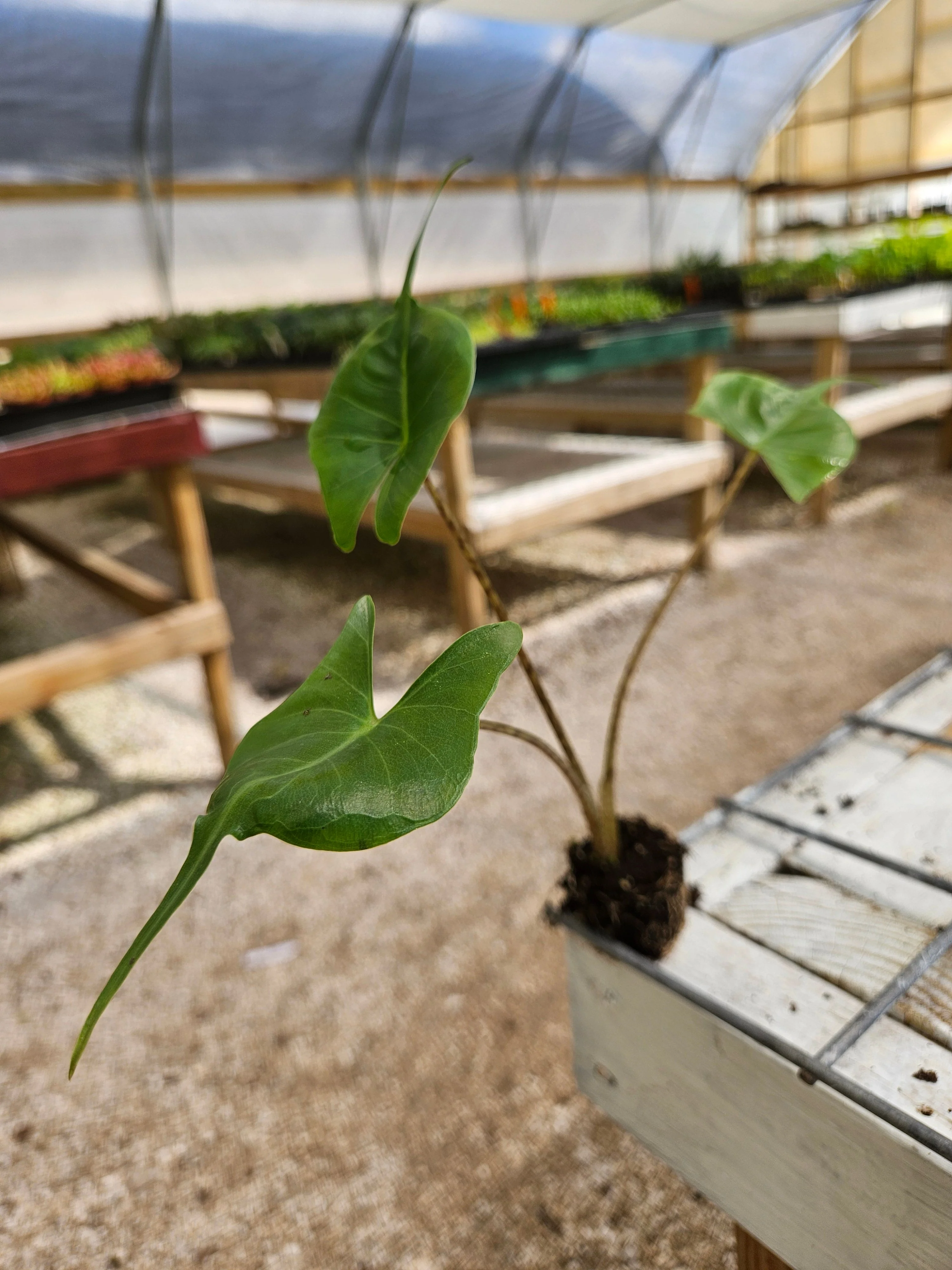 Alocasia Stingray - Image 4