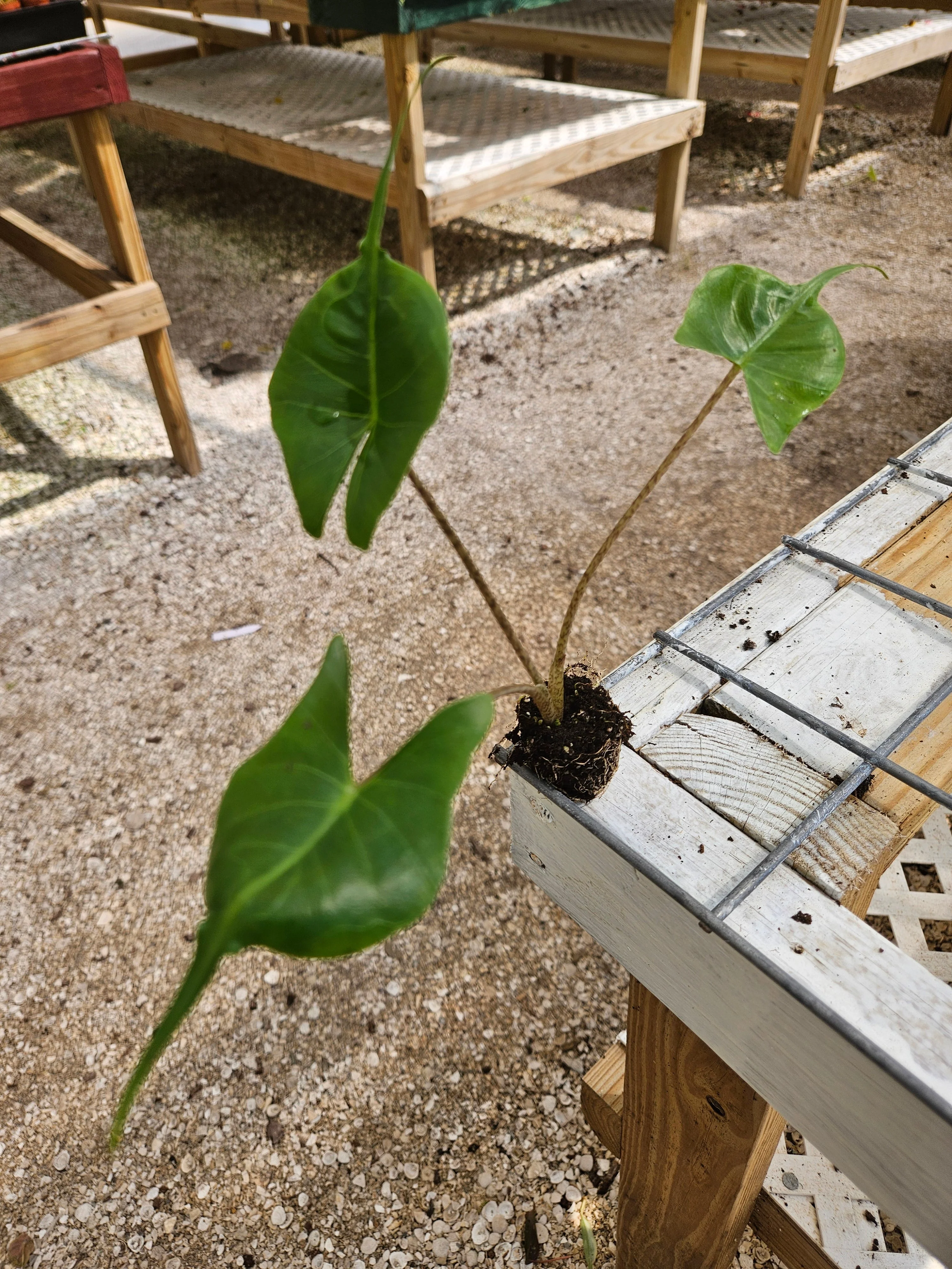 Alocasia Stingray - Image 5