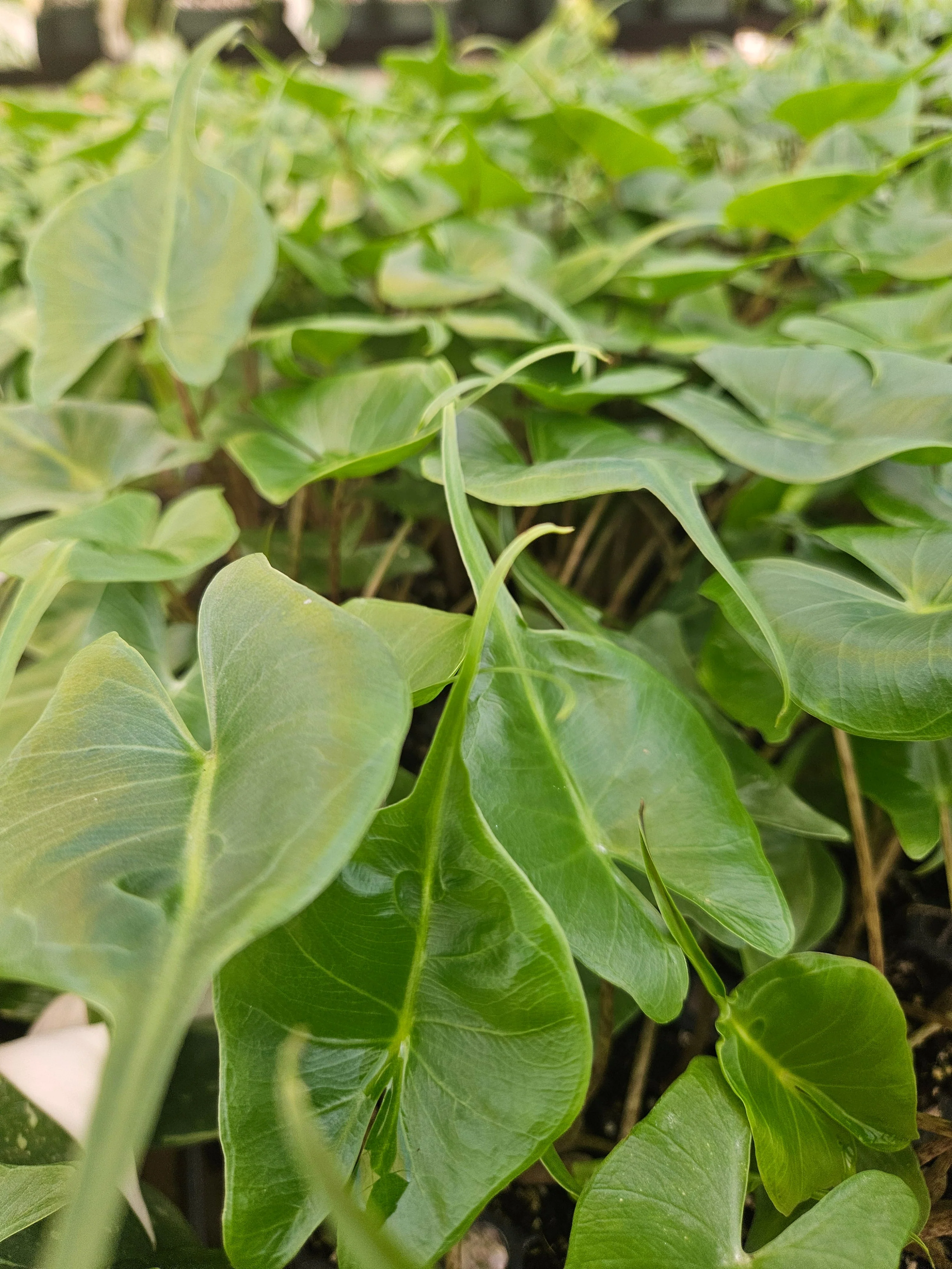 Alocasia Stingray - Image 7