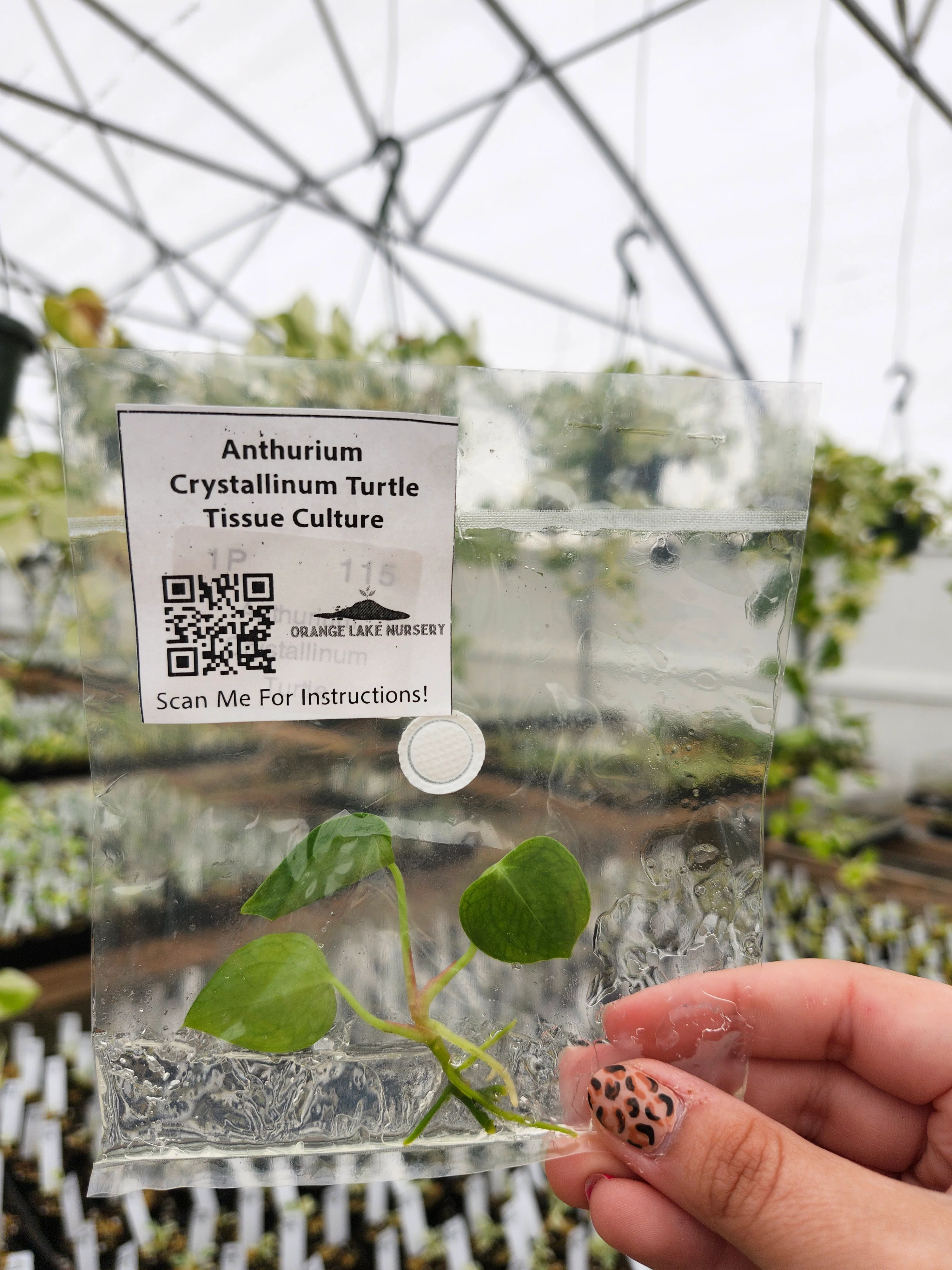 Anthurium Crystallinum Turtle Tissue Culture - Image 3