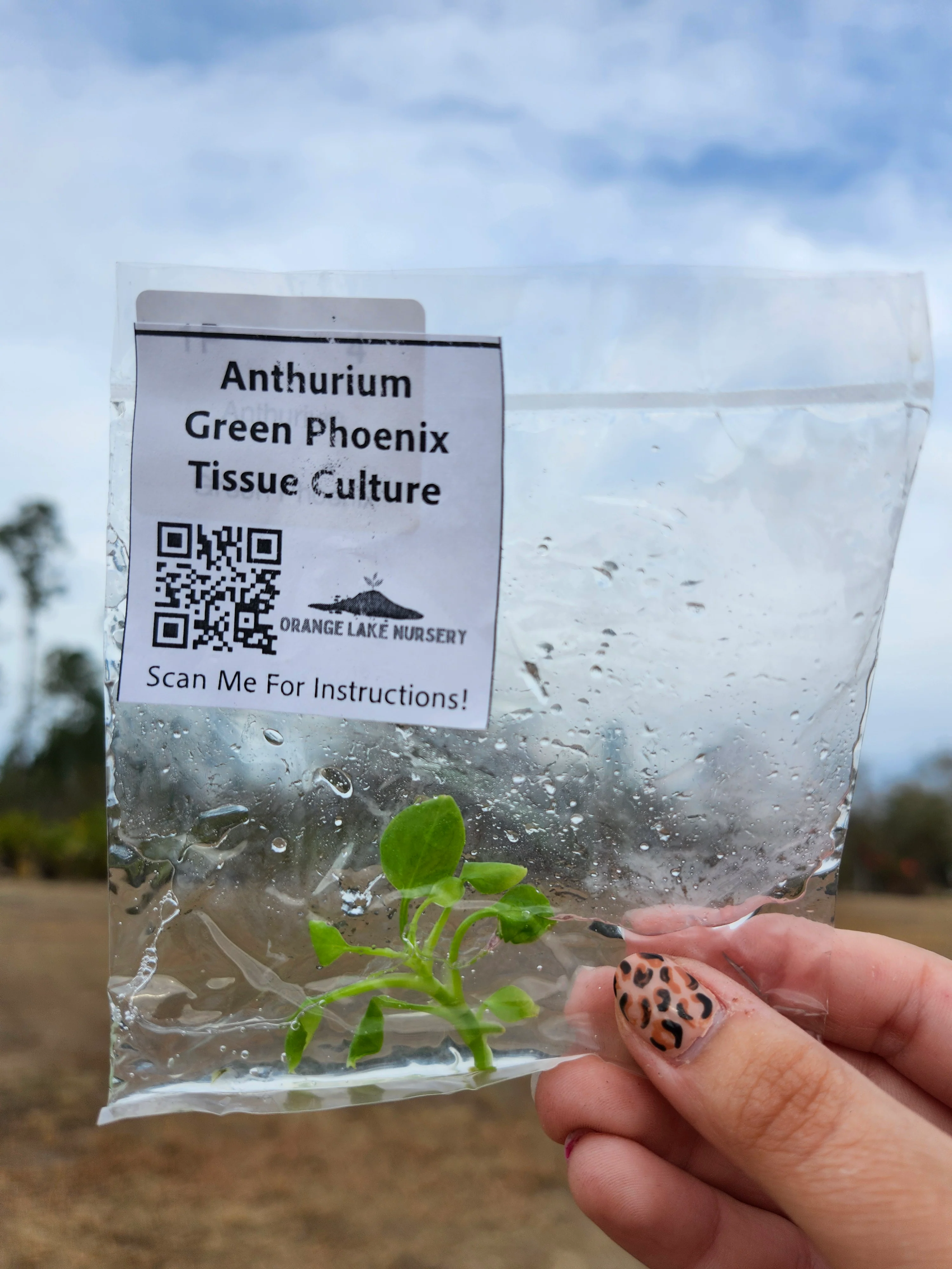 Anthurium Green Phoenix Tissue Culture - Image 4