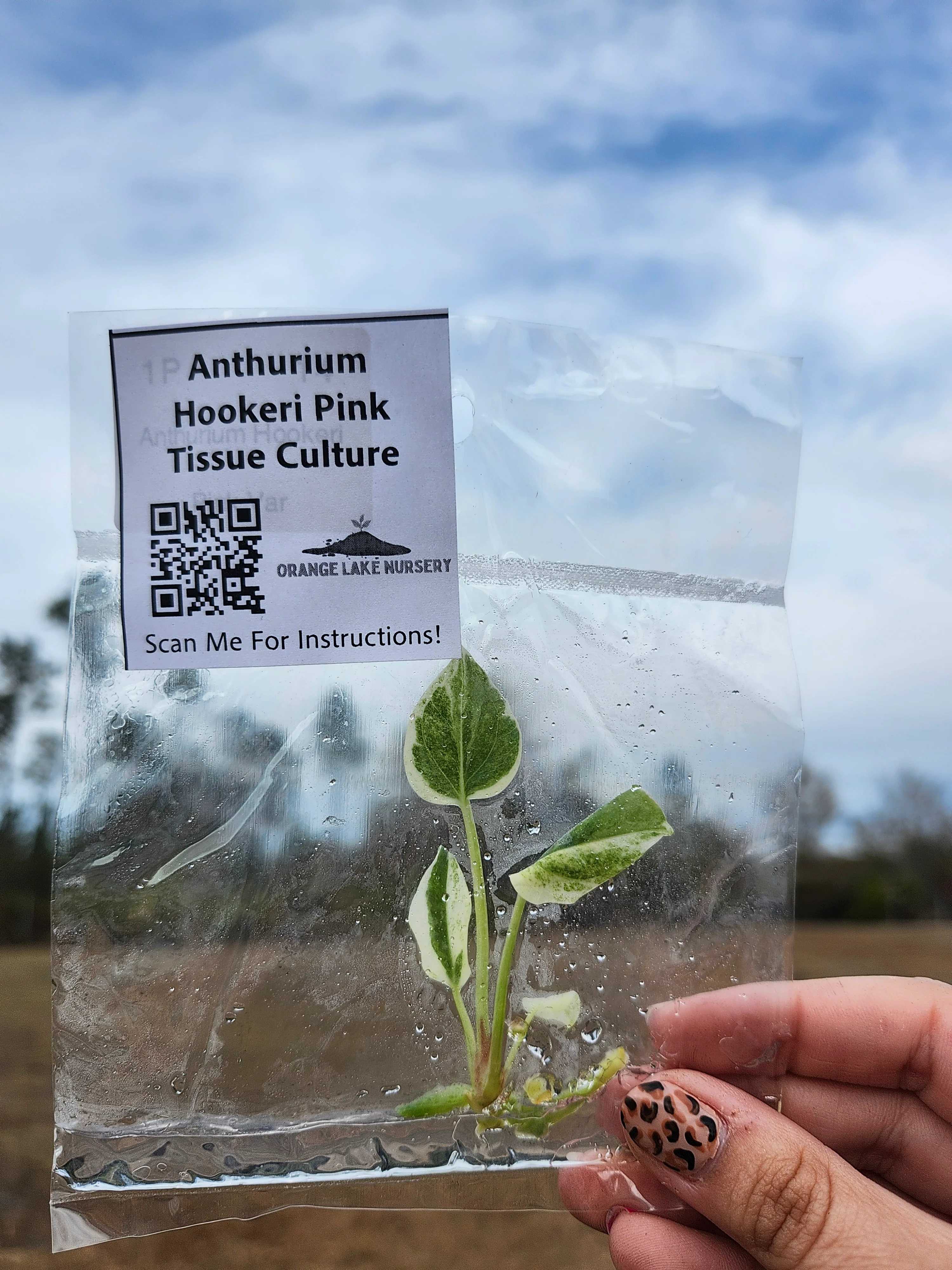 Anthurium Hookeri Pink Tissue Culture - Image 5