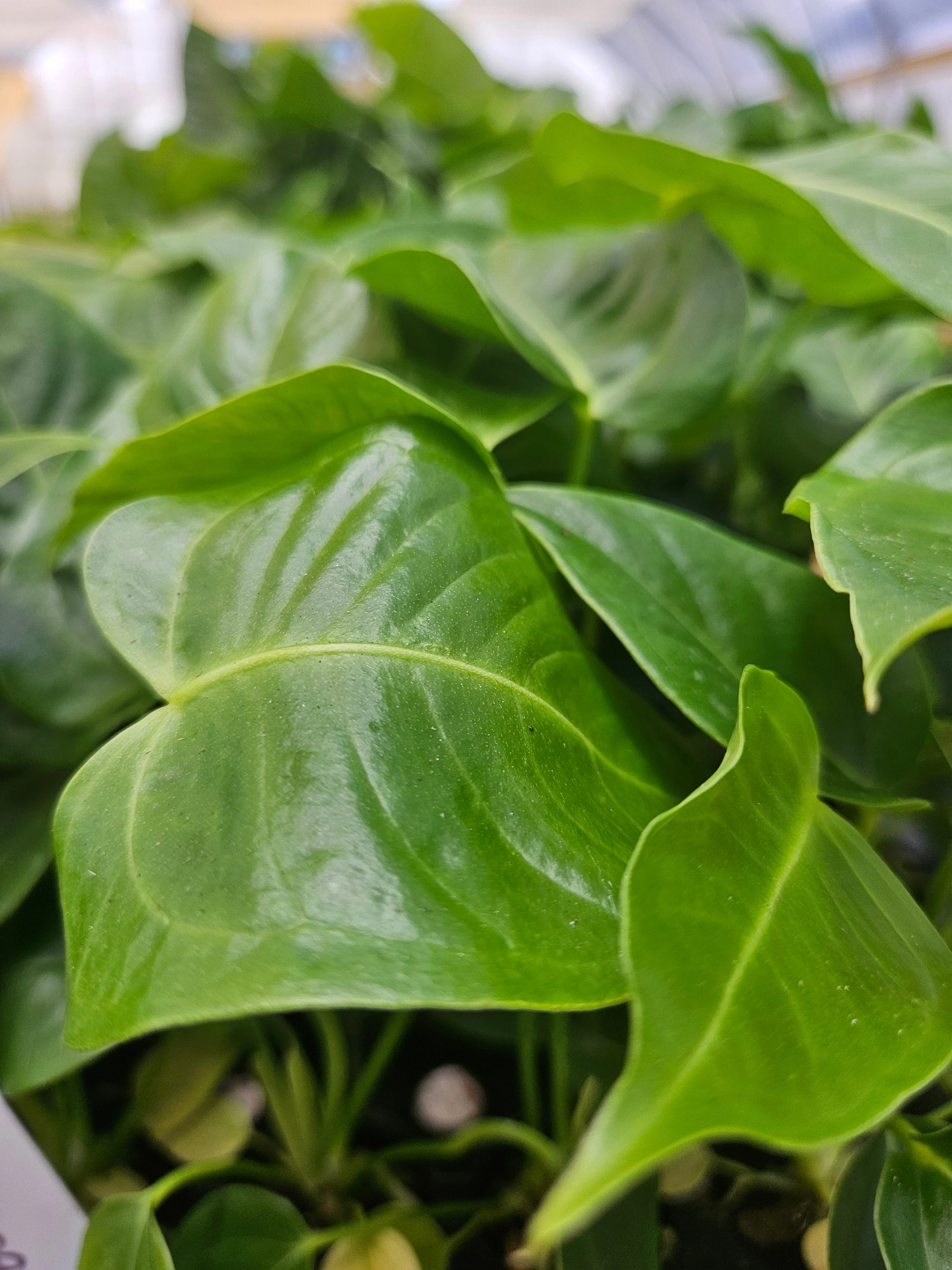 Anthurium Veitchii King - Image 10