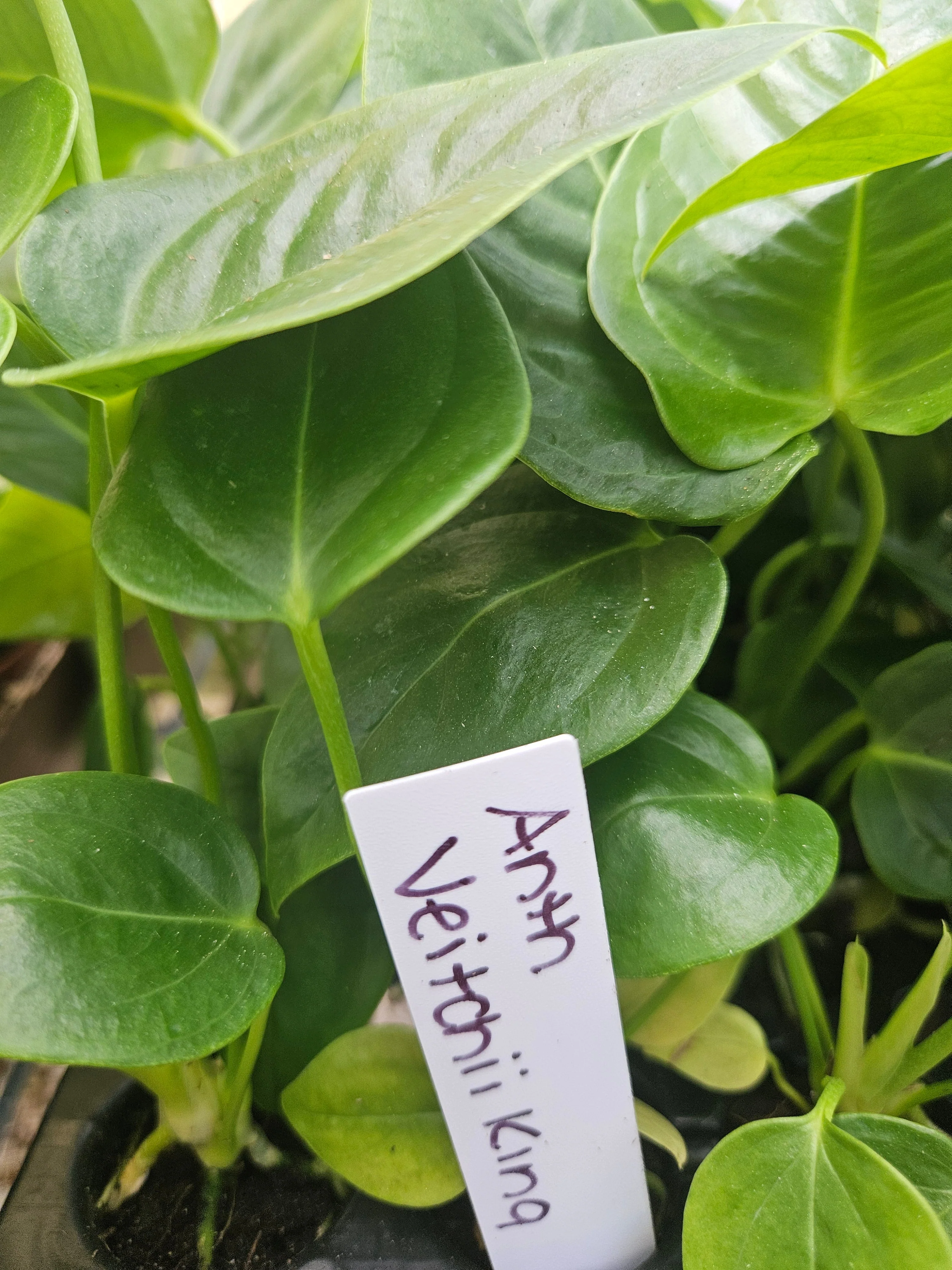 Anthurium Veitchii King - Image 4