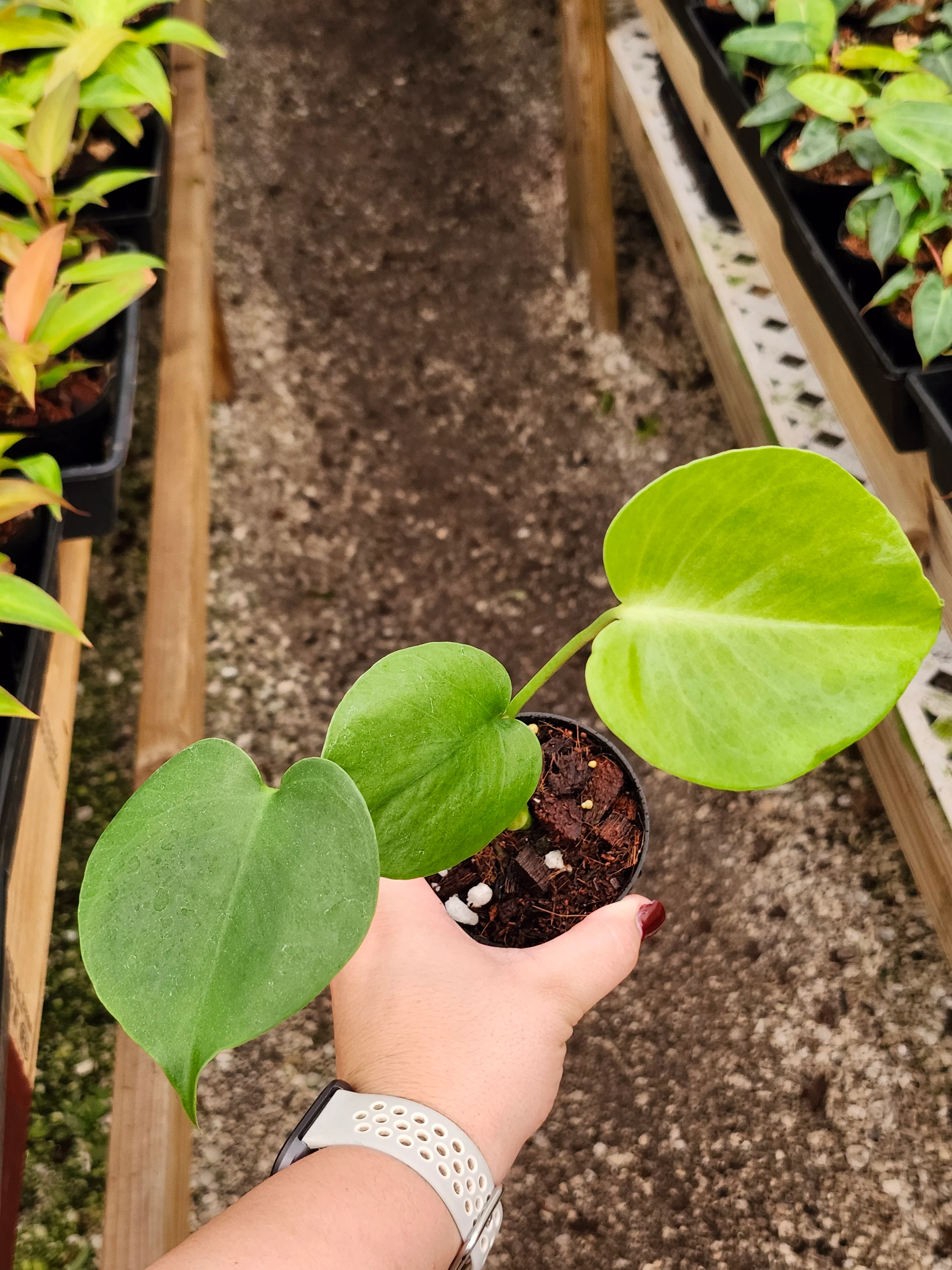 Monstera Deliciosa - Image 5