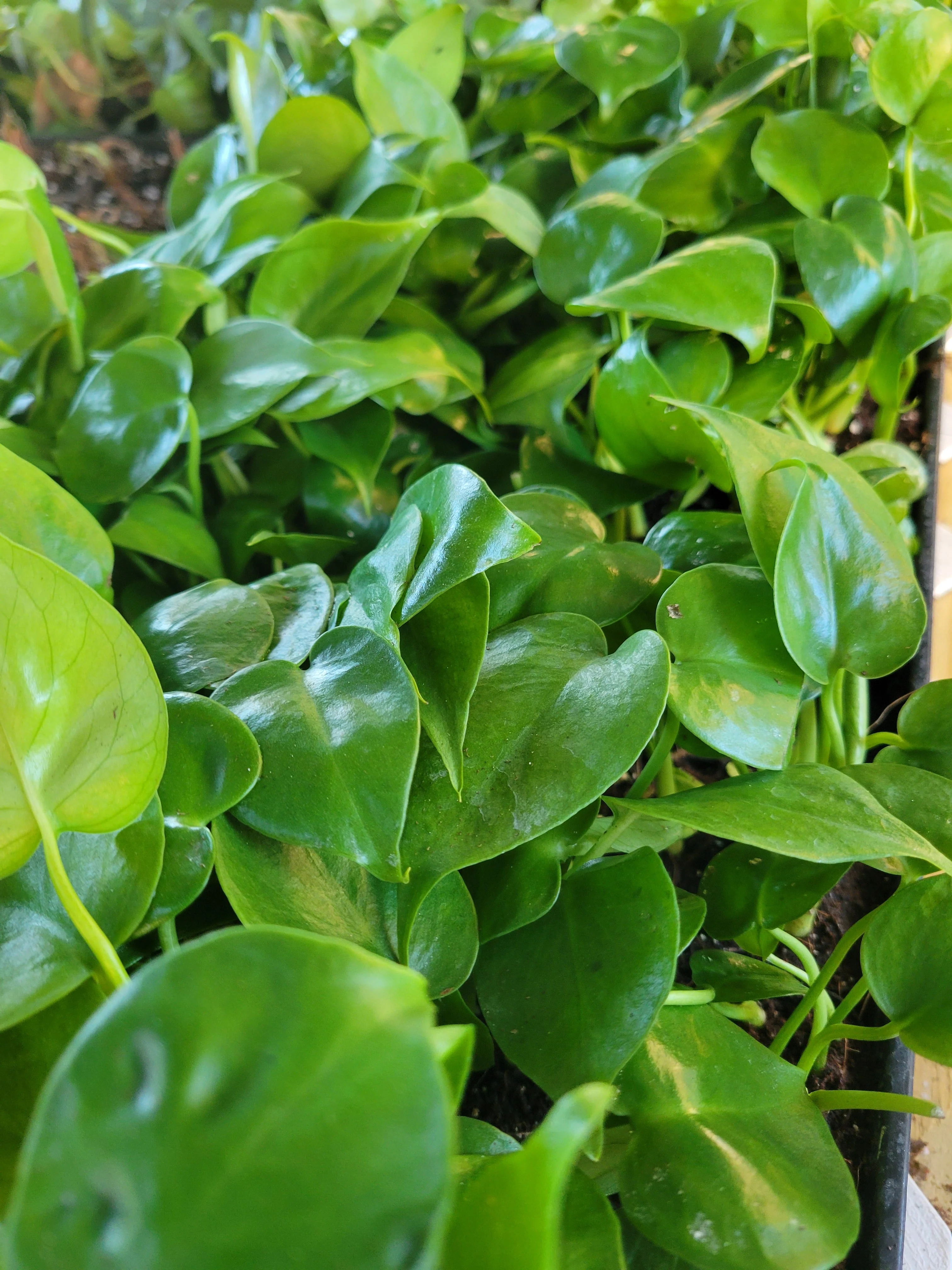 Monstera Deliciosa - Image 7