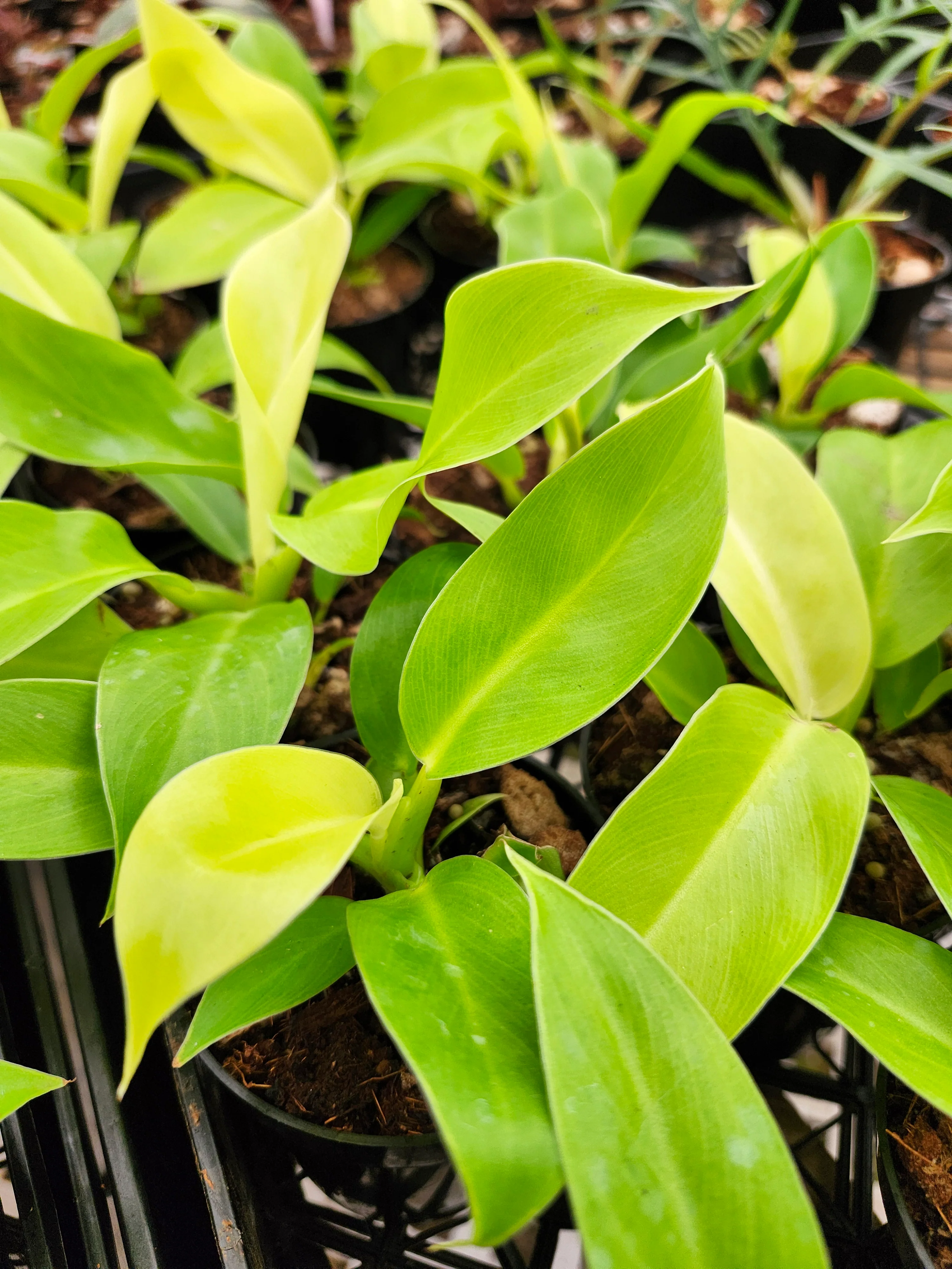 Philodendron Moonlight - Image 10