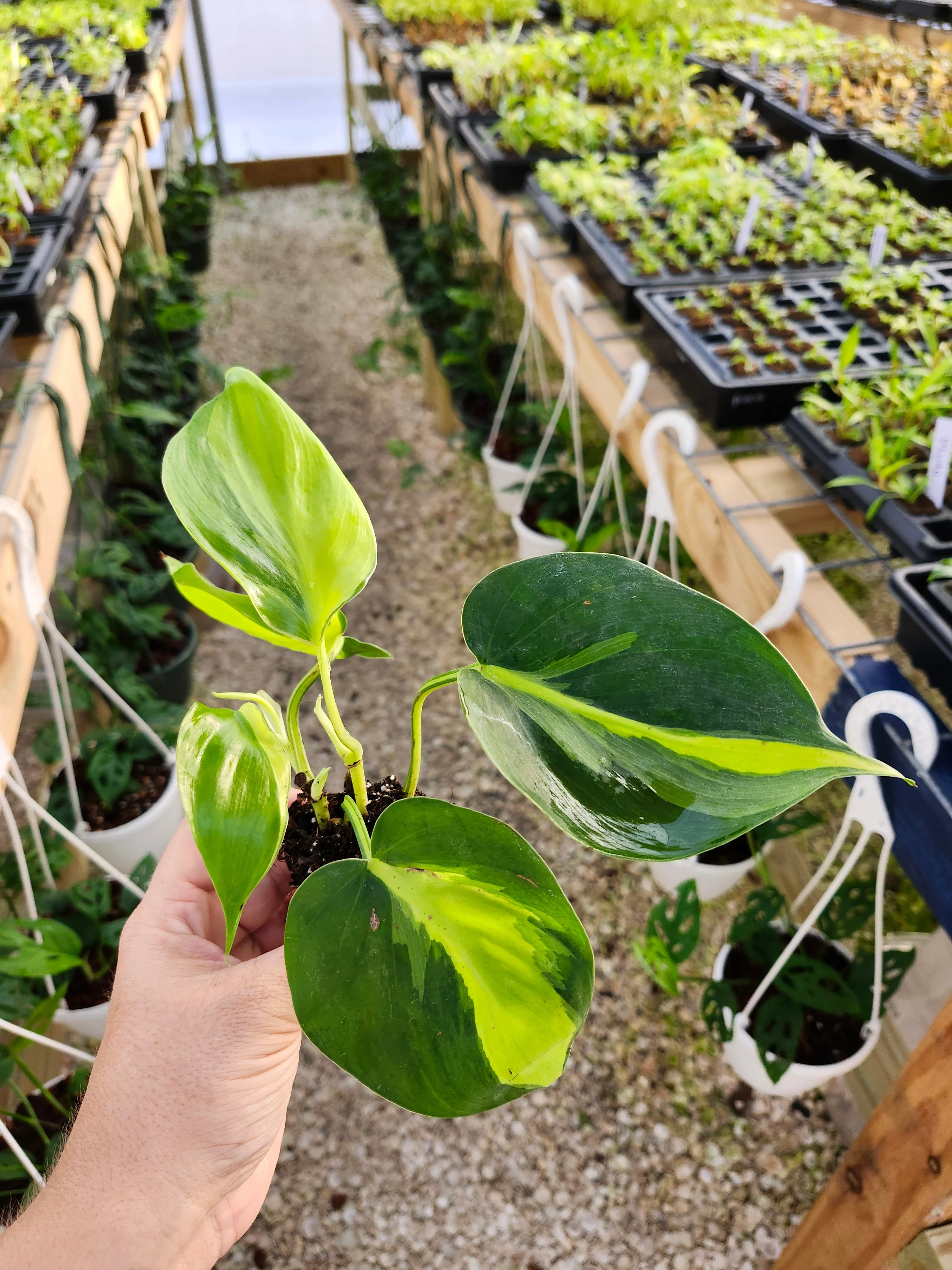 Philodendron Brasil - Image 5