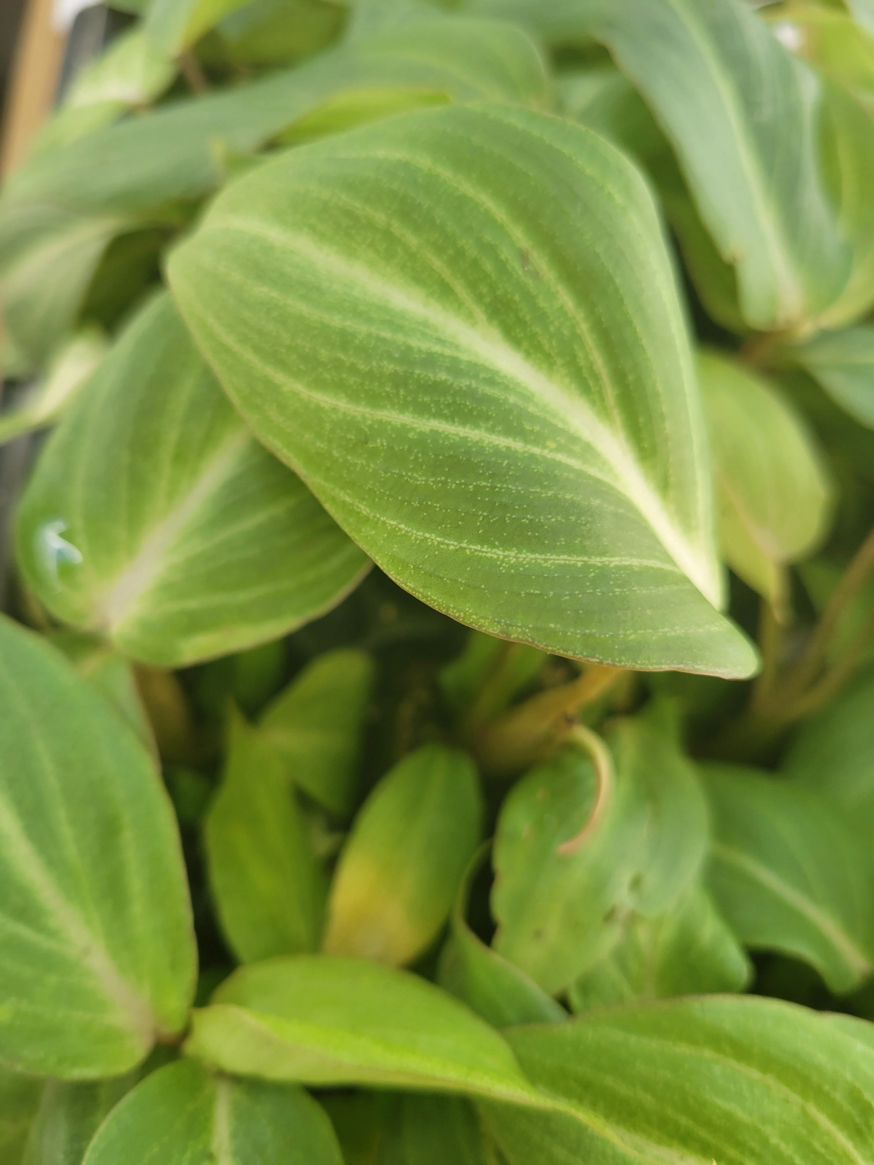 Philodendron Gloriosum - Image 11