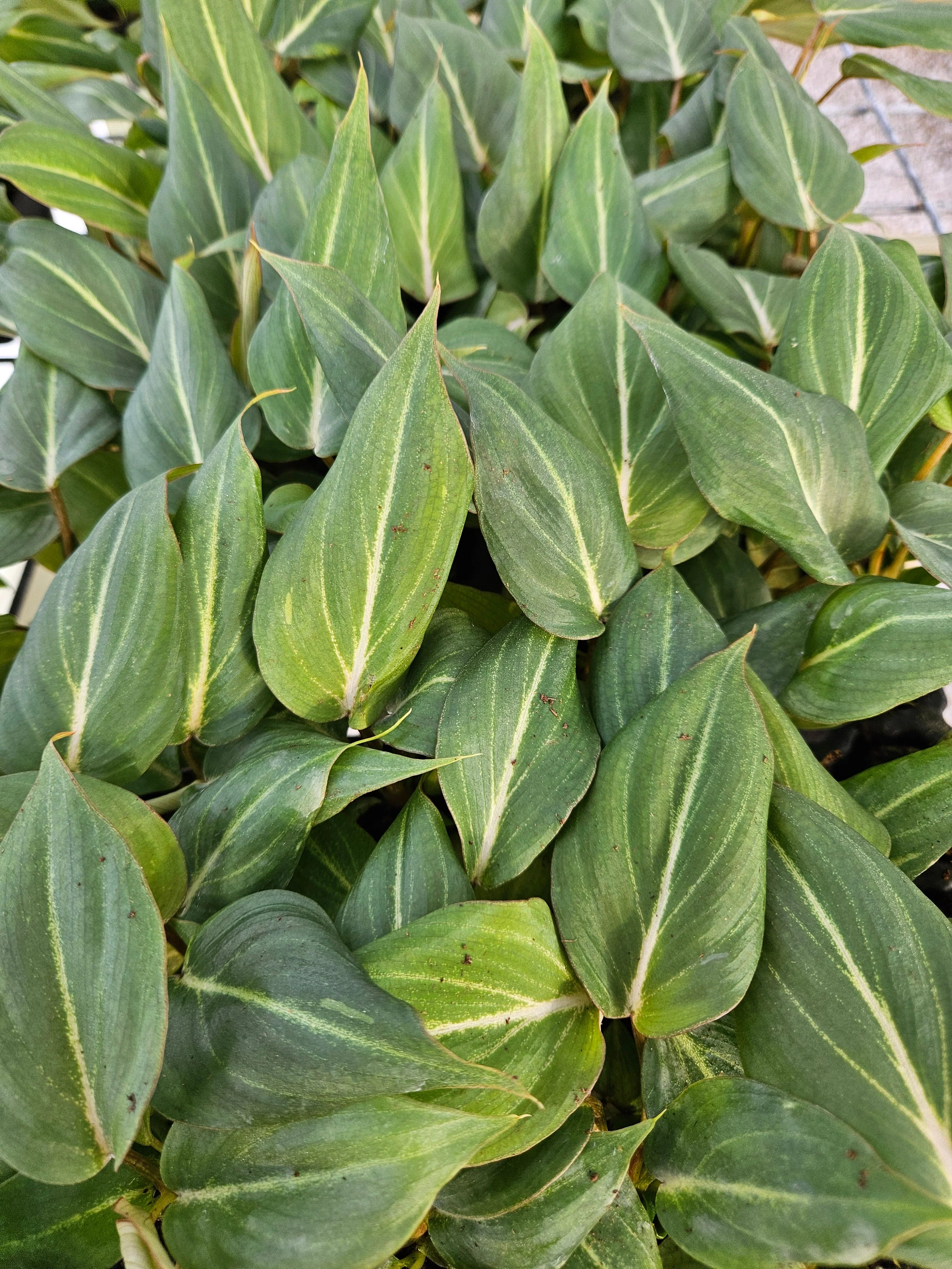 Philodendron Gloriosum - Image 8