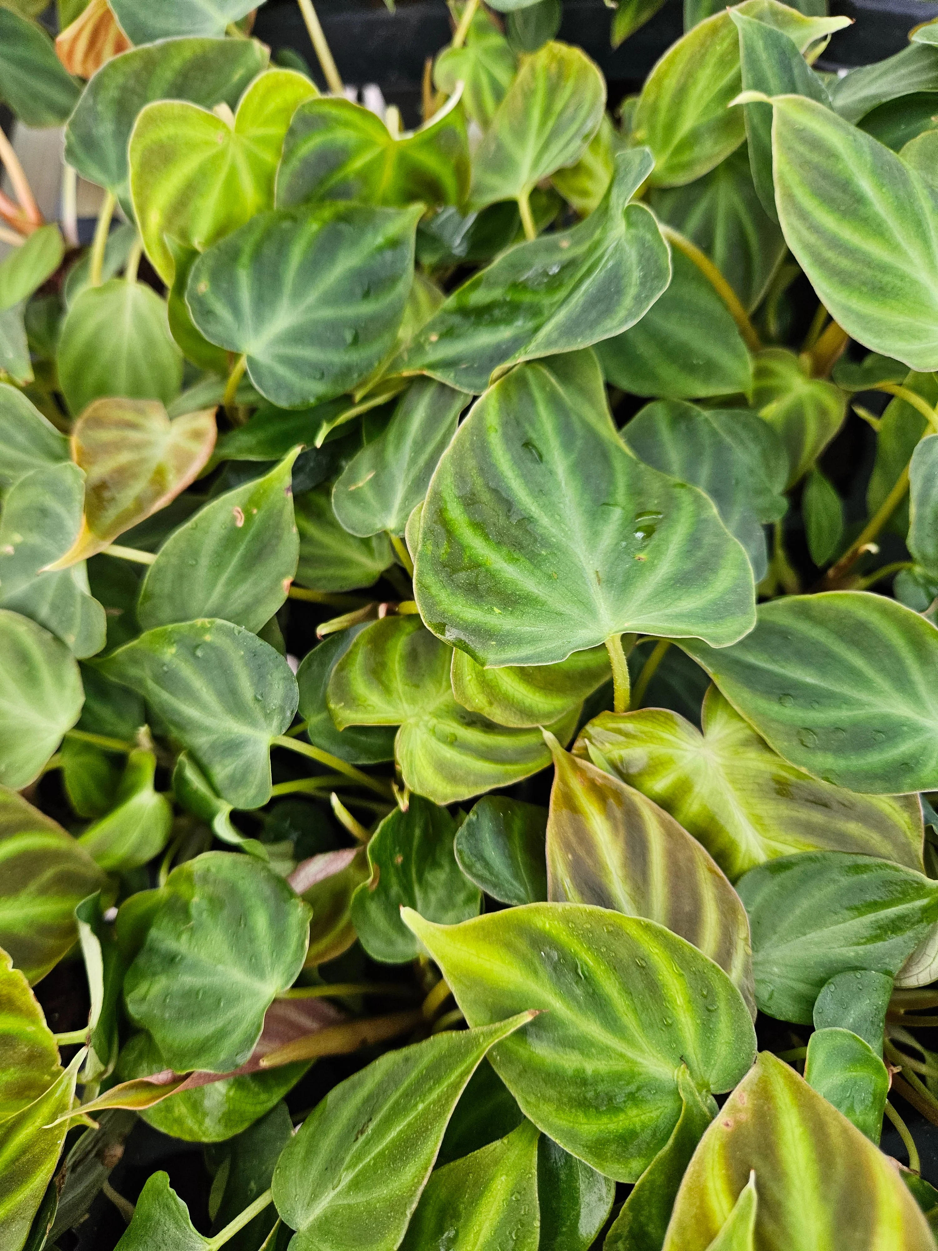 Philodendron Verrucosum - Image 7