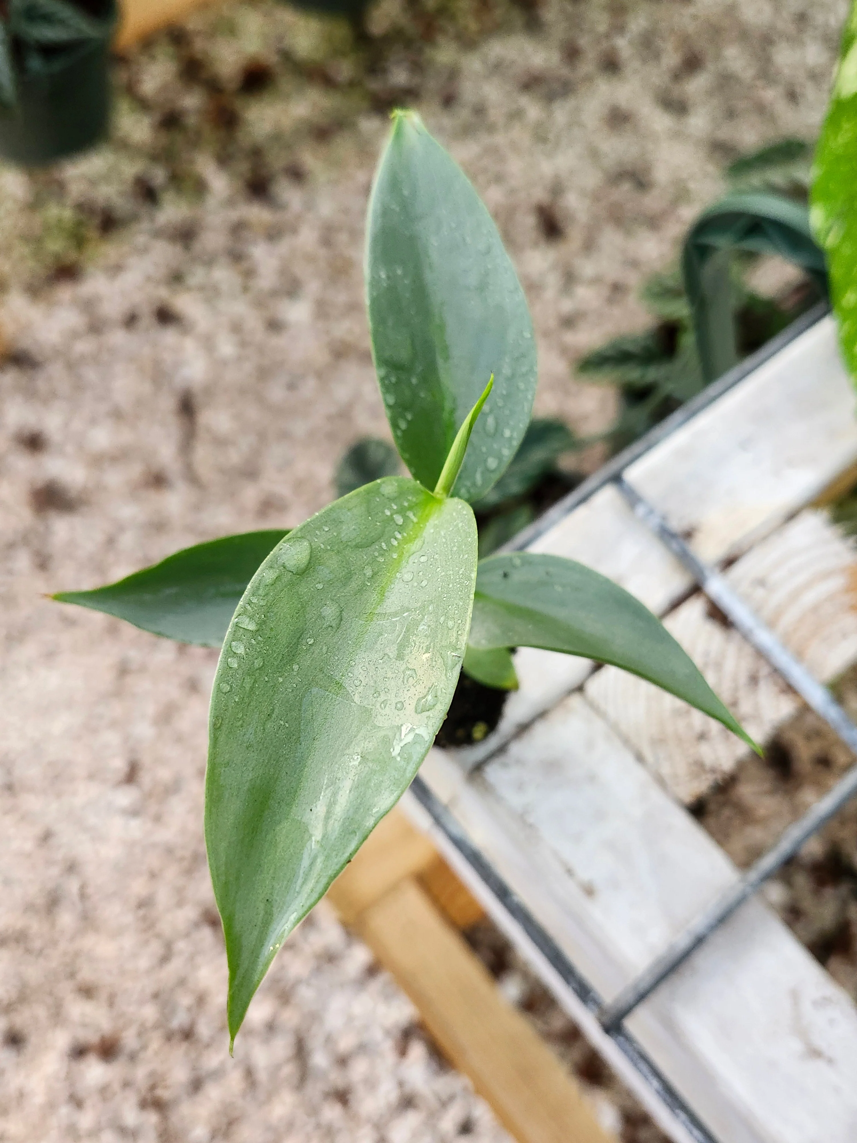 Philodendron Silver Sword - Image 4